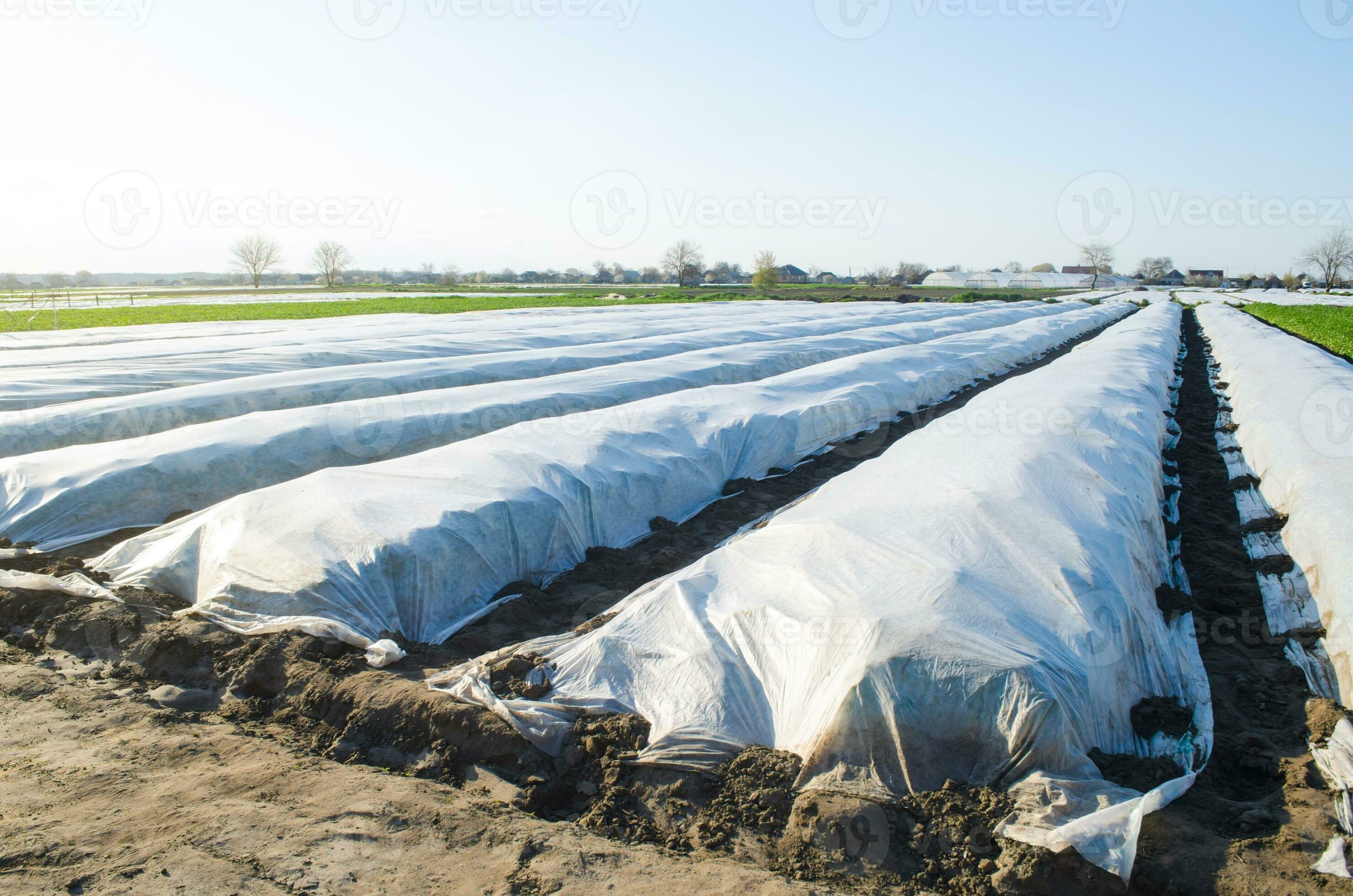 a farm field covered with rows of white cloth spunbond spunlaid nonwoven agricultural fabric greenhouse effect for plants in cold weather early potato growing protection from night frost photo