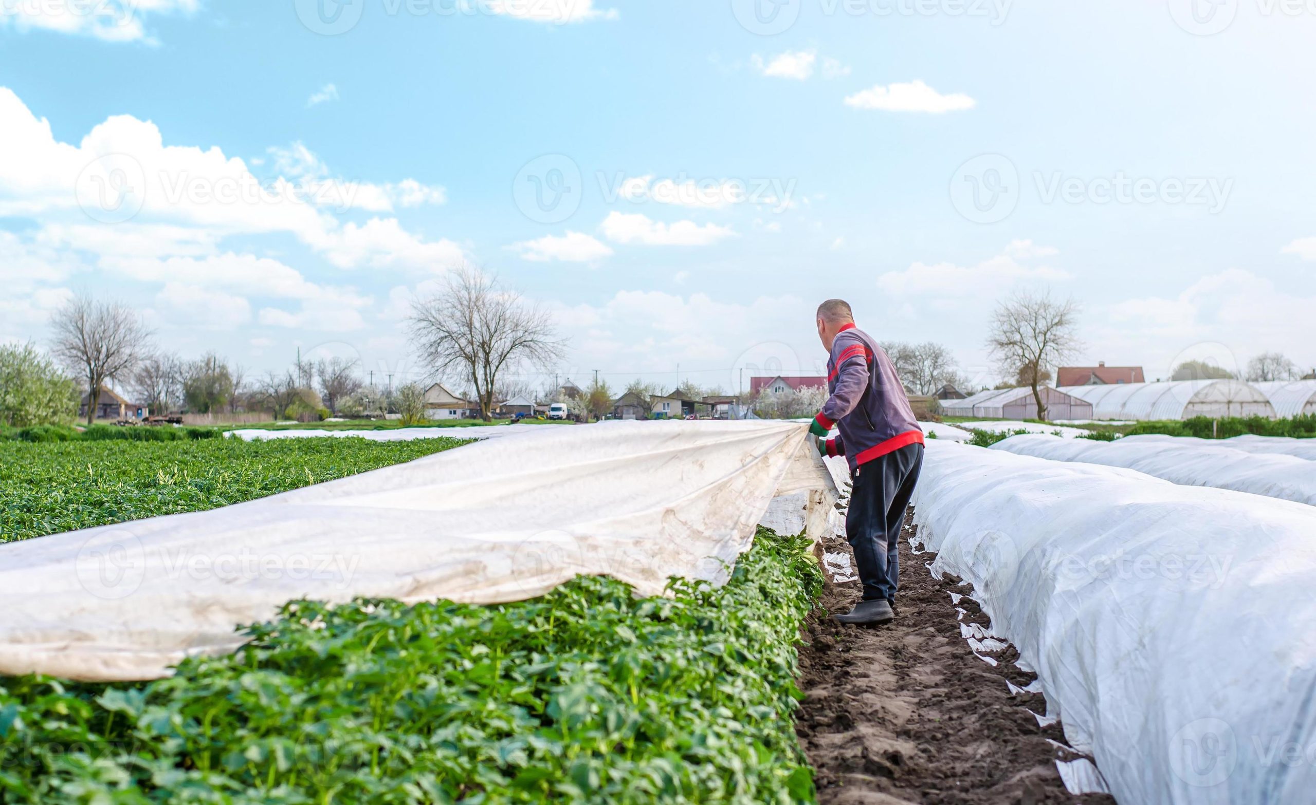 a farmer harvests white spunbond agrofibre from a potato plantation hardening of plants agroindustry farming growing crops in a cold season use of protective coating materials in agriculture photo