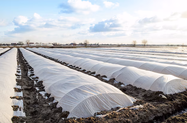 agricultural field plantation is covered with spunbond plastic membrane greenhouse effect 72572 2104